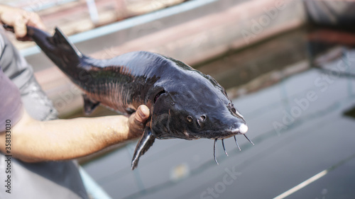 Beautiful big gray fish in the hands of a fisherman of a factory worker. Production and cultivation of sturgeons and beluga on the farm. Fishing theme