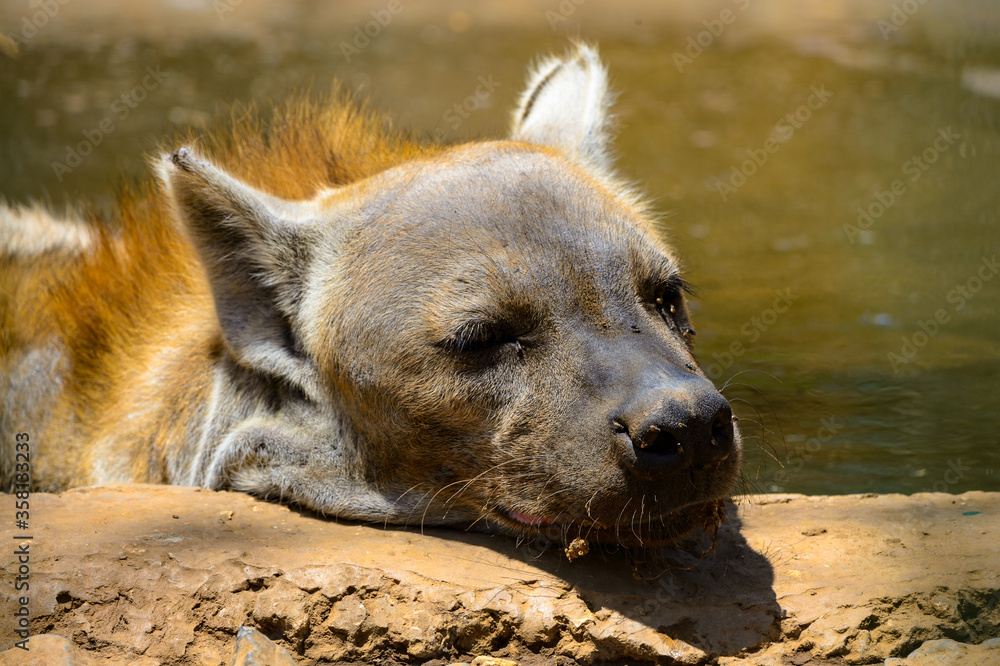 Animals in Senegal