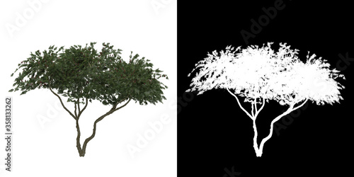 Front view of tree (Rhus Typhina) png with alpha channel to cutout made with 3D render
