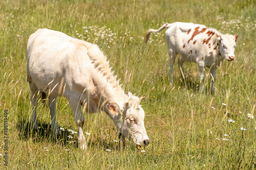 Obraz premium Two cows grazing in a green meadow, one white, the other white with brown spots. Daisies bloom in a meadow on a Sunny summer day. The Year Of The Bull Is 2021. Agriculture and livestock dairy products