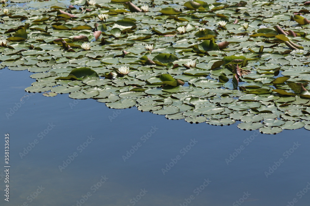 water lilies in a pond water lilies in a pond