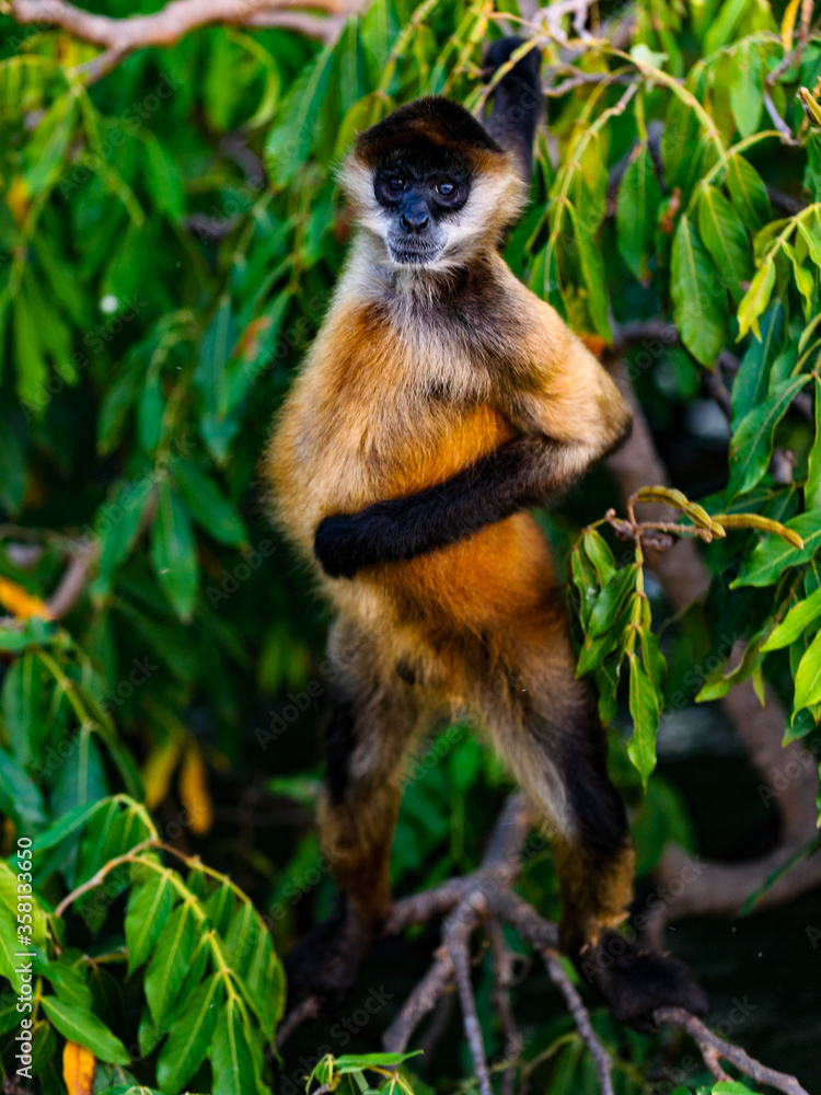 Fototapeta premium It's Geoffroy's spider monkey, Ateles geoffroyi, also known as black-handed spider monkey