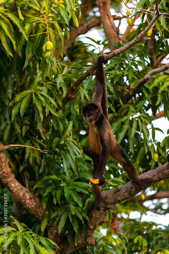 Fototapeta premium It's Geoffroy's spider monkey, Ateles geoffroyi, also known as black-handed spider monkey