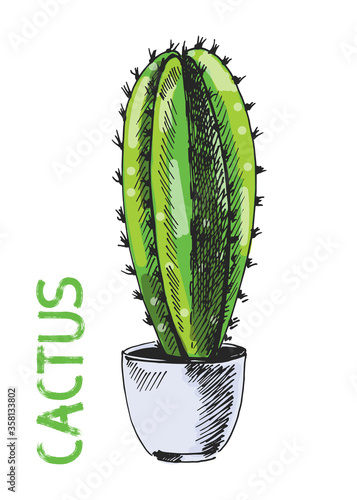 Isolated vector illustration of big cactus in the pot on white background for decorative or print design. Cartoon floral hand drawn exotic plant