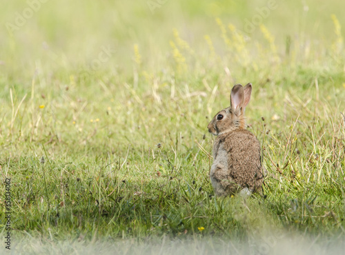 Wild rabbit in green field, England.