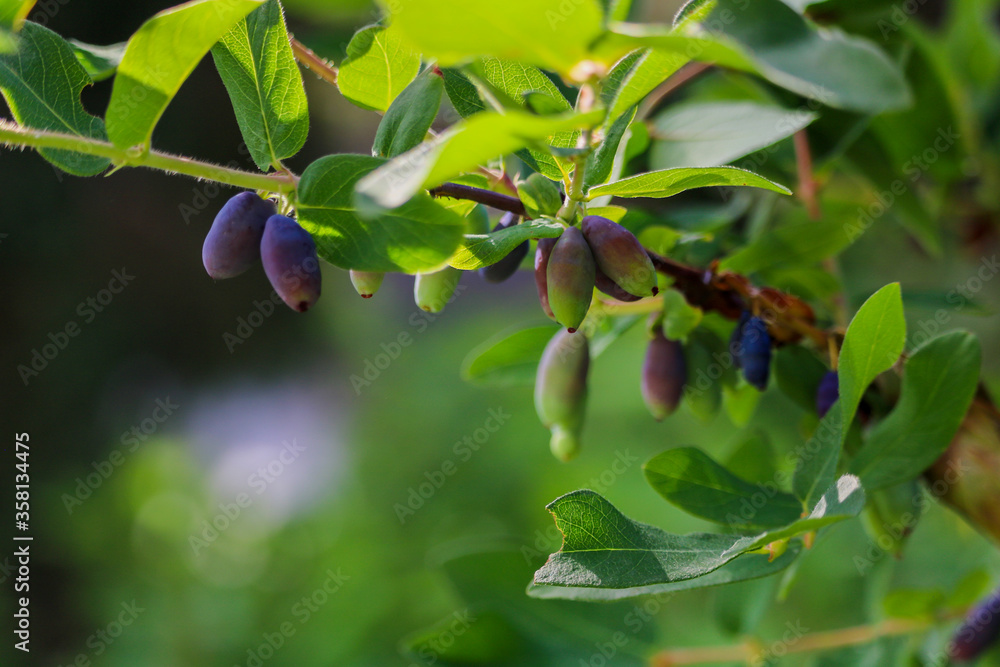 Fototapeta premium Berries hanging from branch