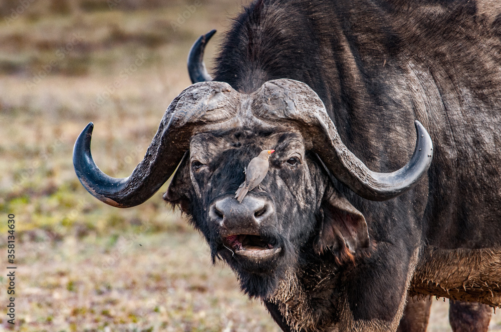 Naklejka premium It's African buffalo in Kenya