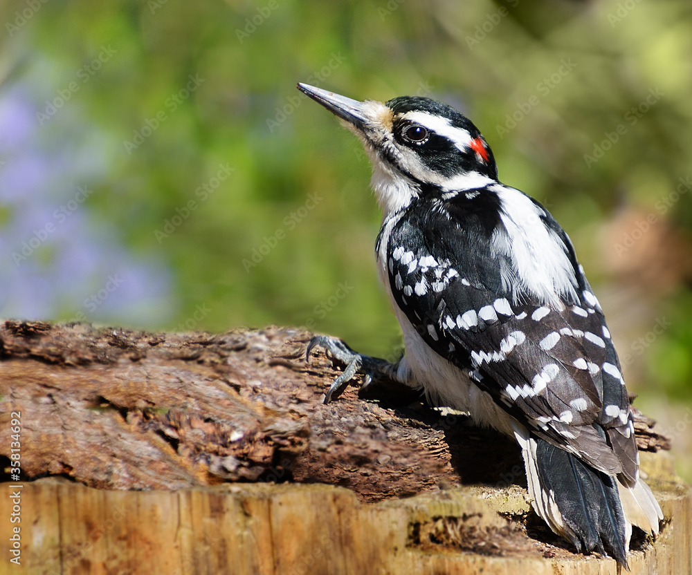 Obraz premium Hairy woodpecker bird on a log