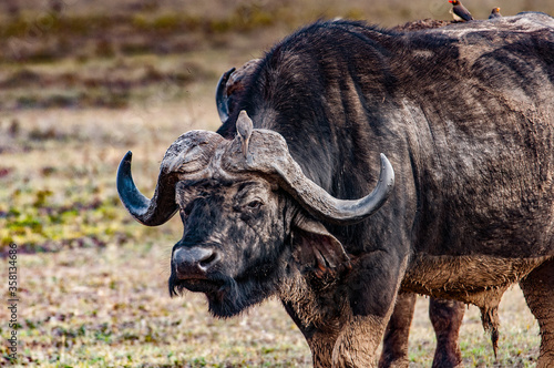 It's African buffalo in Kenya © Anton Ivanov Photo