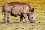 It's White rhinoceros in Kenya, Africa