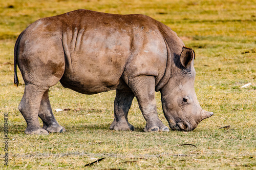 It s White rhinoceros in Kenya  Africa