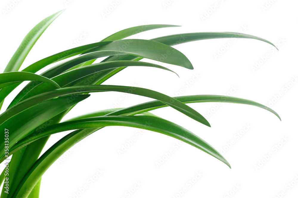Fototapeta premium Green grass leaves.