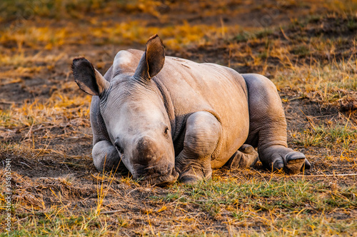 It's Little baby of rhinoceros in Kenya, Africa
