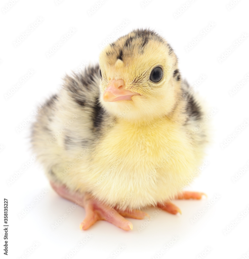 Chicken turkey isolated. Chicken turkey isolated.