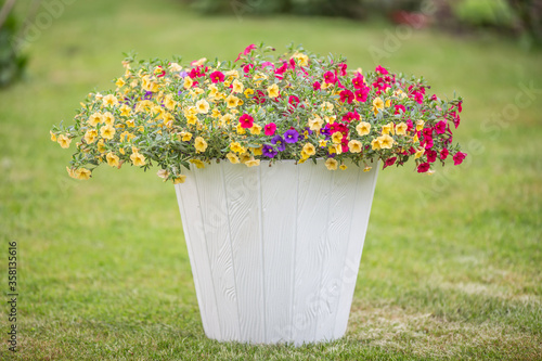 White flowerpot with colorful small flowers on a green freshly cut grass