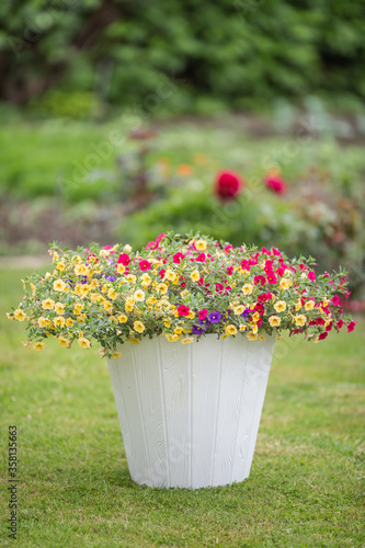 White flowerpot with colorful small flowers on a green freshly cut grass