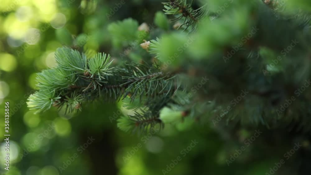 Green spruce. Switching the focus from the near branch to the far one Green spruce. Switching the focus from the near branch to the far one