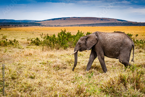 It s African elephant walks in Kenya