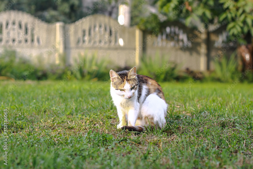 Fototapeta premium Beautiful pet is playfully looking. Scottish fold cat plays in the afternoon. Stock photo background