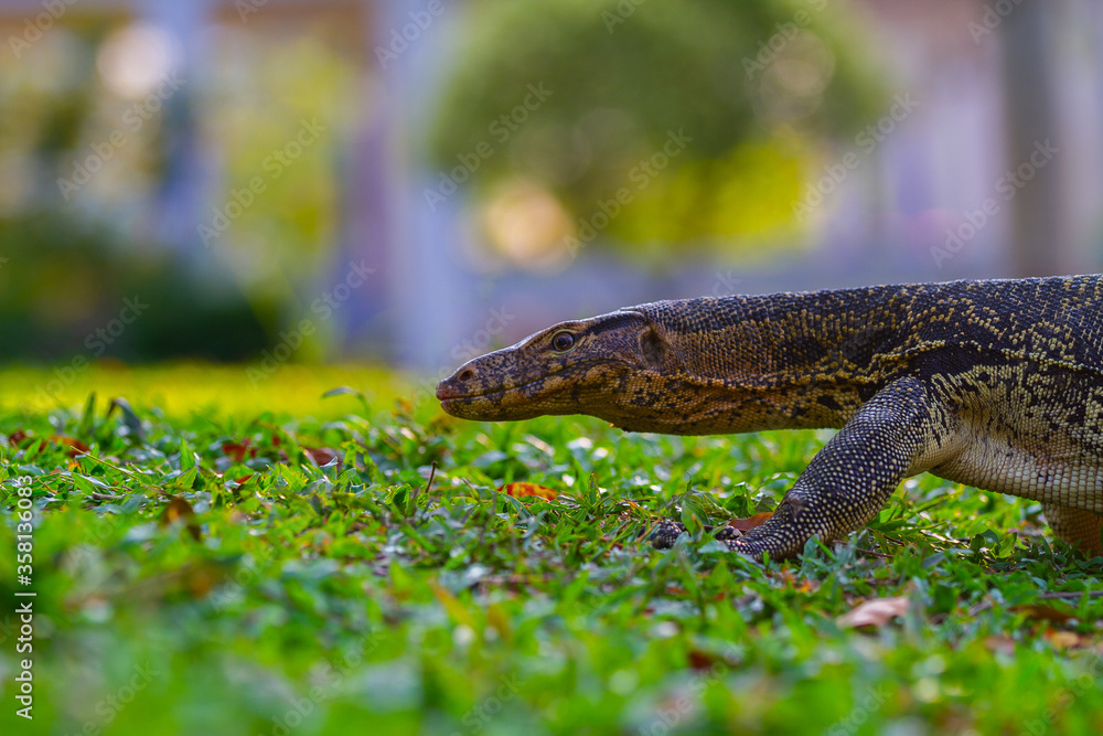 Giant lizard in Lumpini park, Bangkok, Thailand Giant lizard in Lumpini park, Bangkok, Thailand