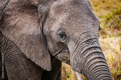 It s African elephant in Kenya
