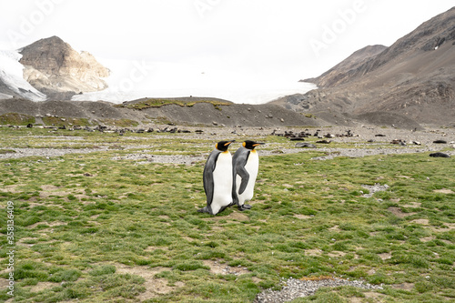 King penguin couple standing next to each other in Fortuna Bay and South Georgia  Antarctica