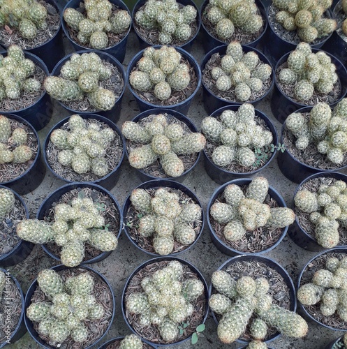 Collection of cactus plants in black pots during the day.