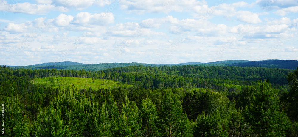 Beautiful natural landscape. Coniferous forest and sky. Horizon. Green forest, blue sky and white fluffy clouds. Sunny summer day.