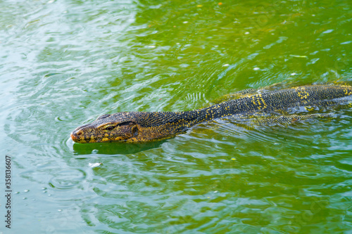 Giant lizard in Lumpini park, Bangkok, Thailand