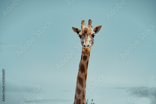 la Giraffe