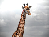 Girafe Afrique