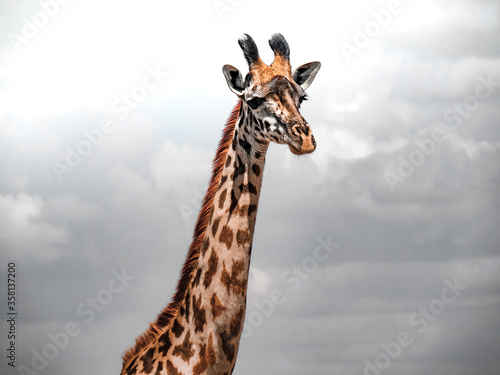 Girafe Afrique © Elo Voyage