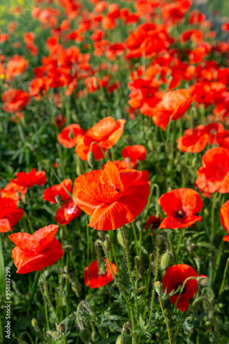 red poppies in the field on a sunny day. © Sergii