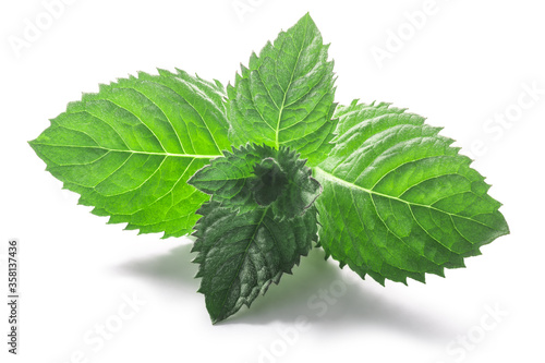 Peppermint leaves (Mentha piperita foliage) isolated w clipping paths