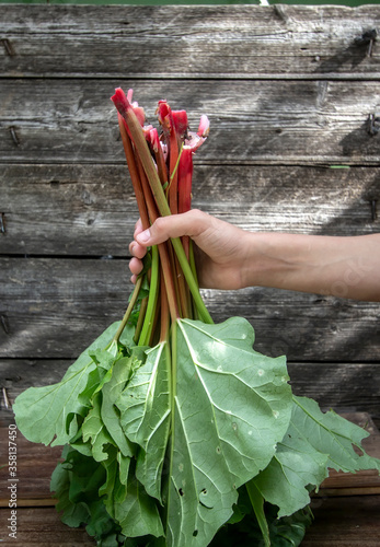 fresh rhubarb for a pie in the child   s hand