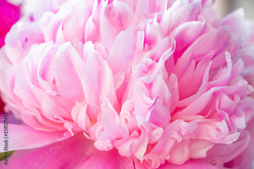 Pink peony petals close-up. Floral abstract background.