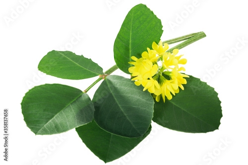 Fenugreek leaves with flowers (Trigonella corniculata) isolated w clipping paths photo