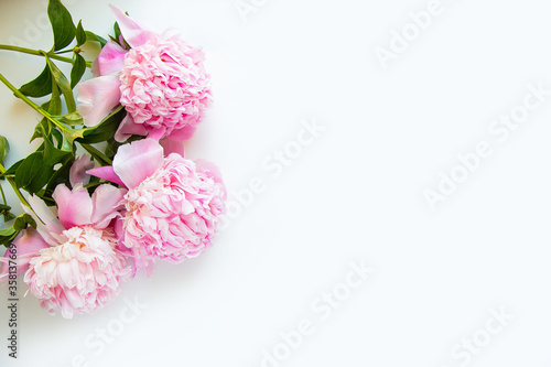 Creative layout of pink peonies flowers on a white background. Copy space for your text. Flat lay  minimalism and nature concept.