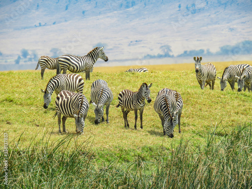 Z  bres Paysage Afrique