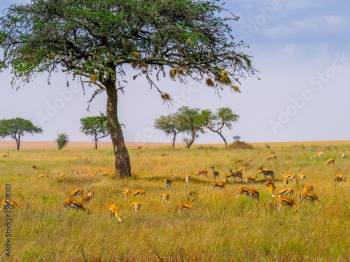 Acacia antilope Afrique