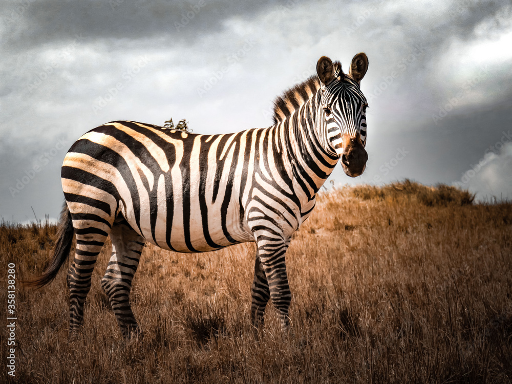 Obraz premium Walppaper Zèbre Savane Afrique