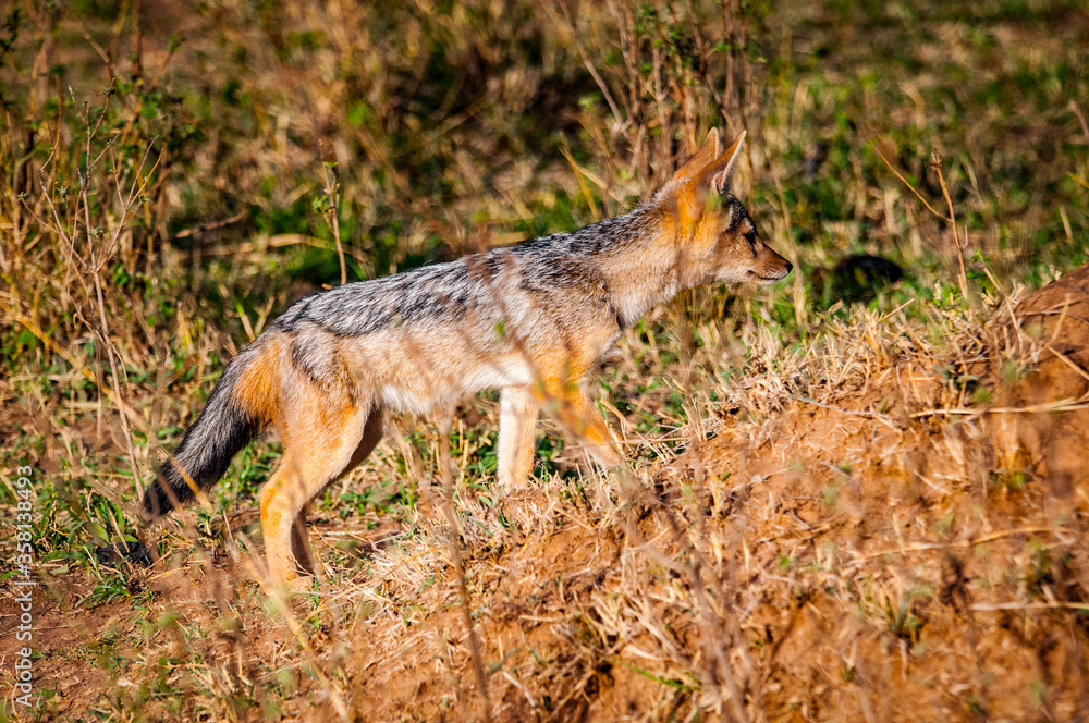 It's Fox in Kenya, Africa It's Fox in Kenya, Africa