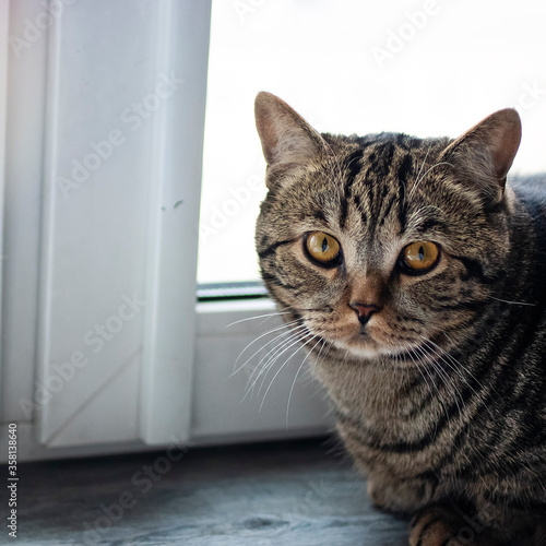 Young tabby cat lies on the windowsill.