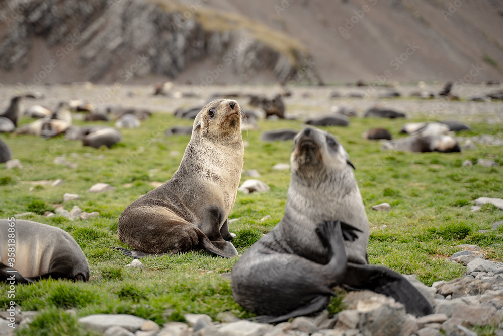 Fototapeta premium Fur Seals in Fortuna Bay, one of the larger plains on the island of South Georgia and the south sandwich islands 2020.