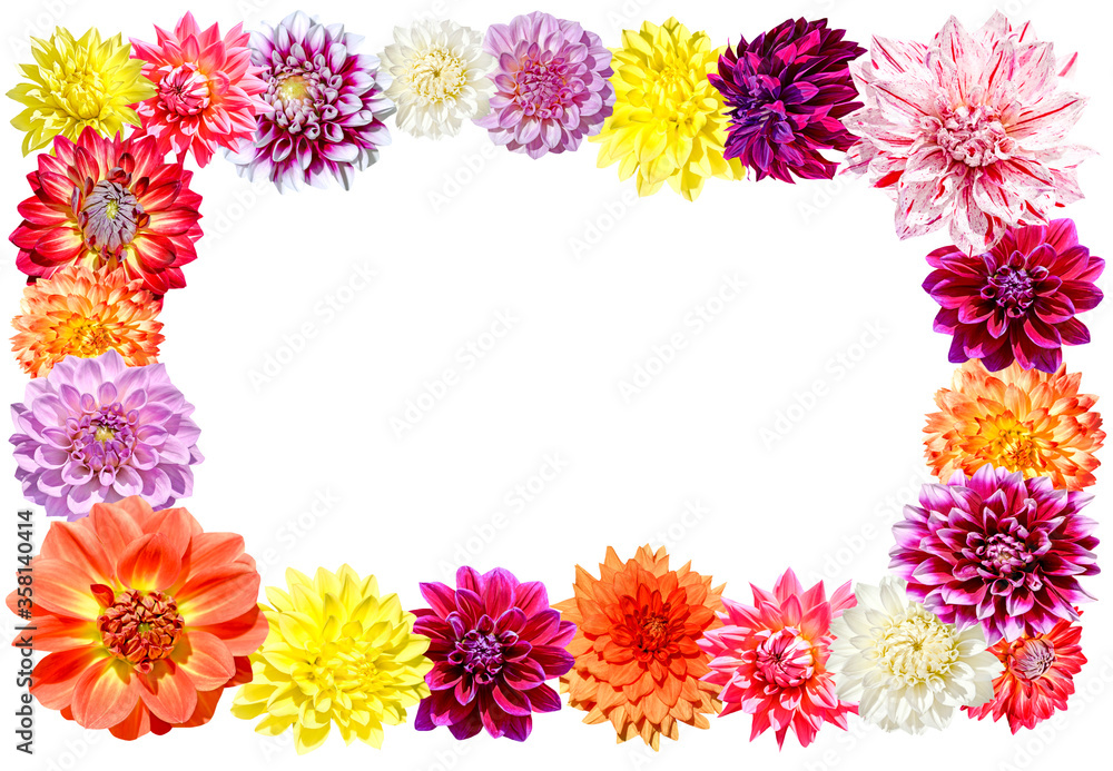 frame of colorful dahlia flowers frame of colorful dahlia flowers