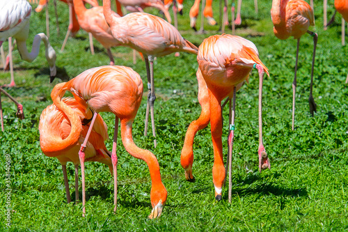 Flock of Flamingos in the zoo