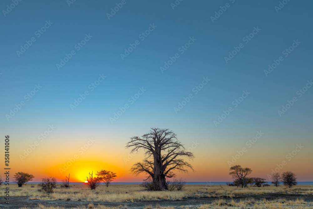 Large baobab tree at sunrise on Kukonje Island