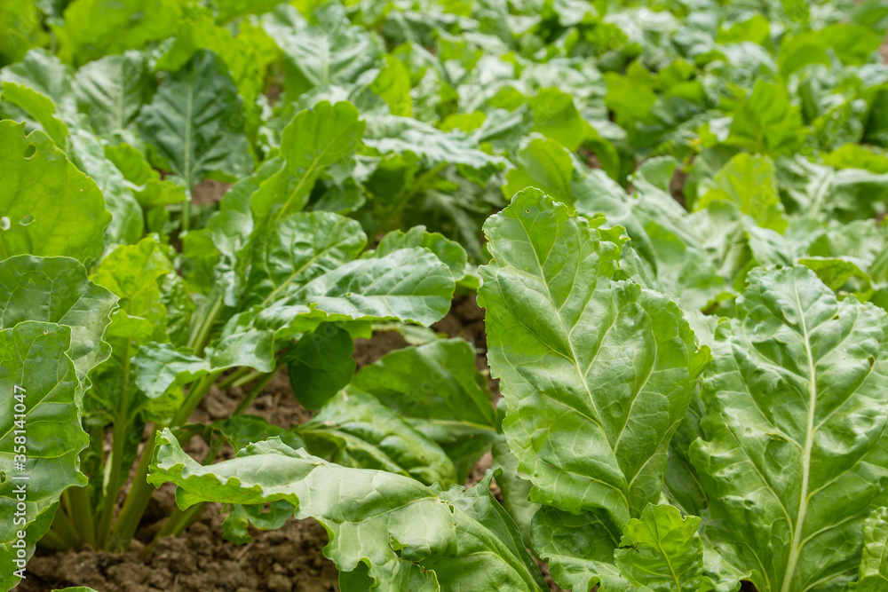 Beet plants growing Beet plants growing