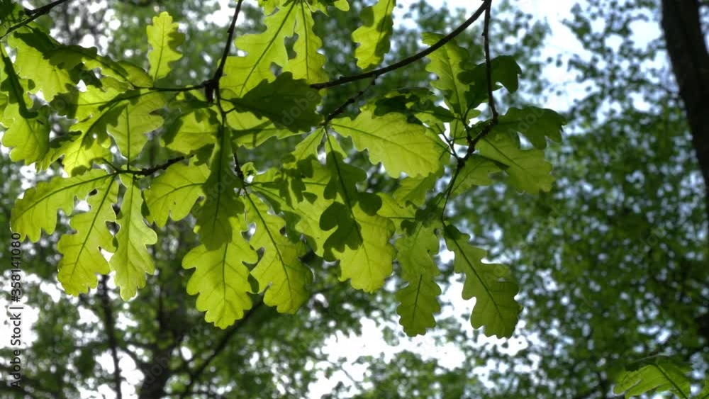 Oak Branches With Leaves On A Summer Sunny Day In The Wind Against A Blue Sky.. Oak Branches With Leaves On A Summer Sunny Day In The Wind Against A Blue Sky..