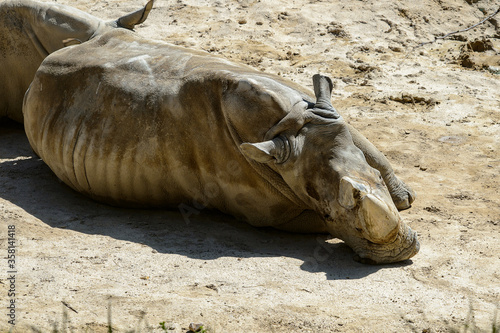 Rhinocero takes a rest in the zoo on the sand